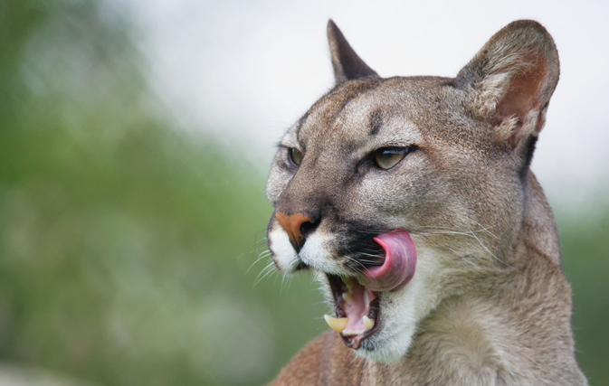A cougar in your luggage? Hunting carcass found at airport