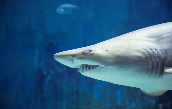 Sharks on a plane? 9 things you didn’t know fly with you in cargo