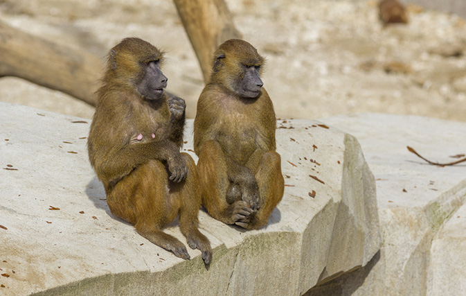 Paris baboons plot their escape, break out of zoo enclosure