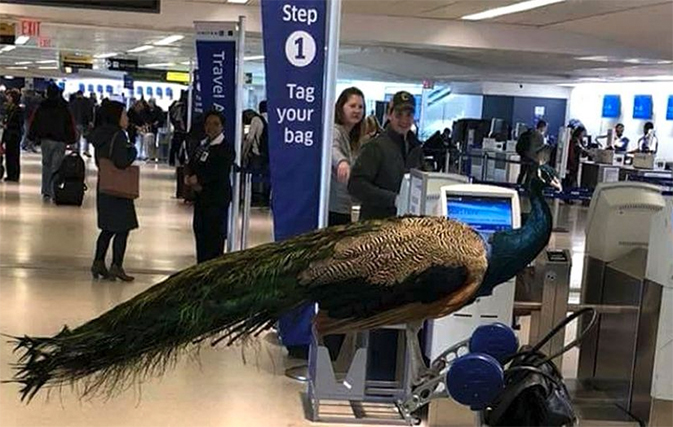 So this just happened: Woman and her peacock denied boarding a United flight
