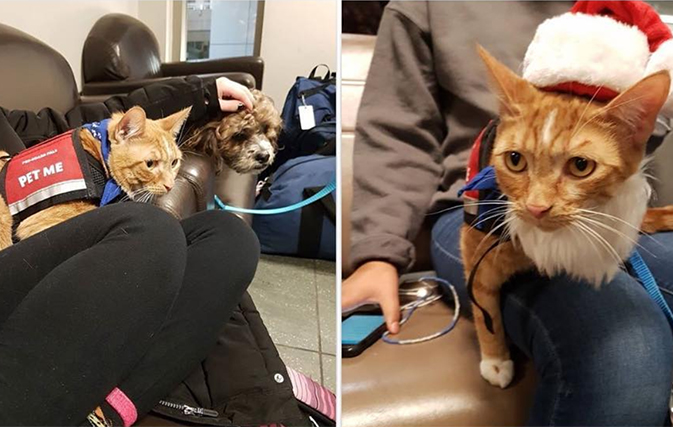 Life is purrrfect for these therapy cats at YYC