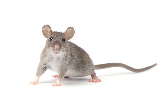 Rat boards flight in California because even rodents need a holiday