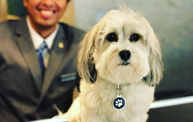 This hotel’s room service includes dog cuddles, proving that dreams do come true