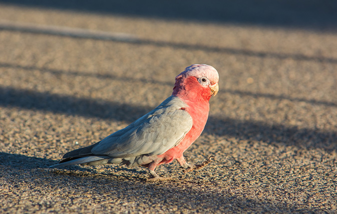 Family loses pet cockatoo ahead of cruise, only to find it landed on another cruise ship headed to New Zealand