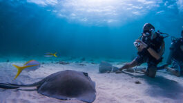 Canadian arrivals to Cayman Islands up 13%