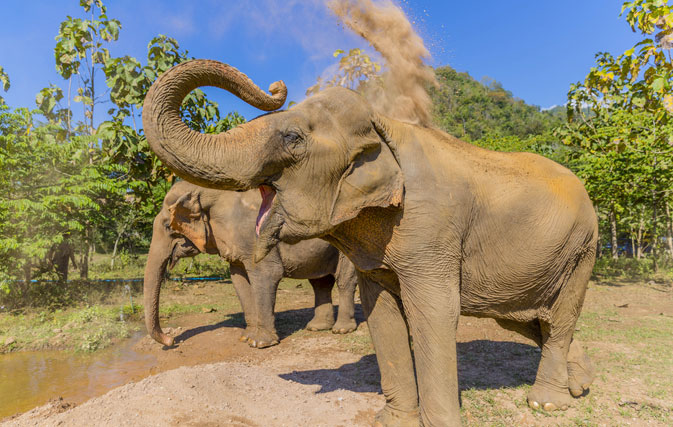 TTC teams up with World Animal Protection to phase out elephant rides & support animal welfare