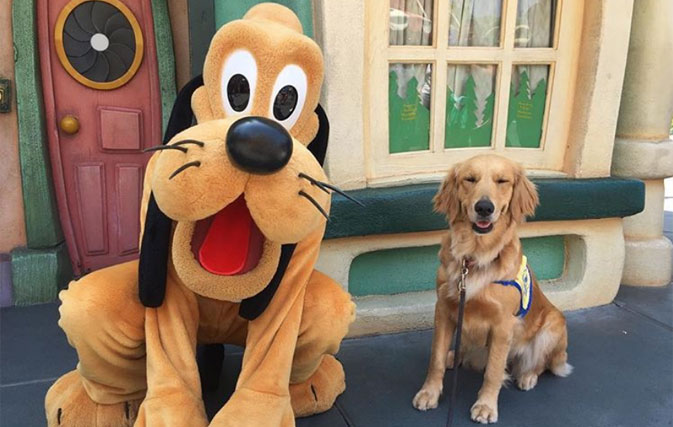 A bunch of service dogs went to Disneyland and there was literally nothing cuter