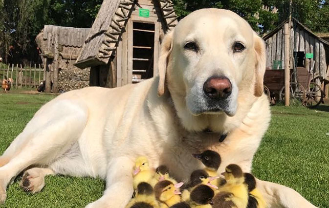 Castle’s resident dog becomes “stay-at-home” dad to orphaned ducks