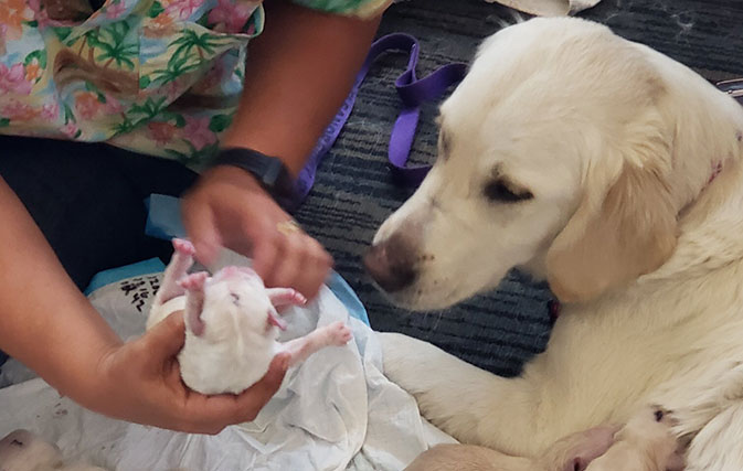 Whoa babies! Dog gives birth to adorable puppies at Tampa airport