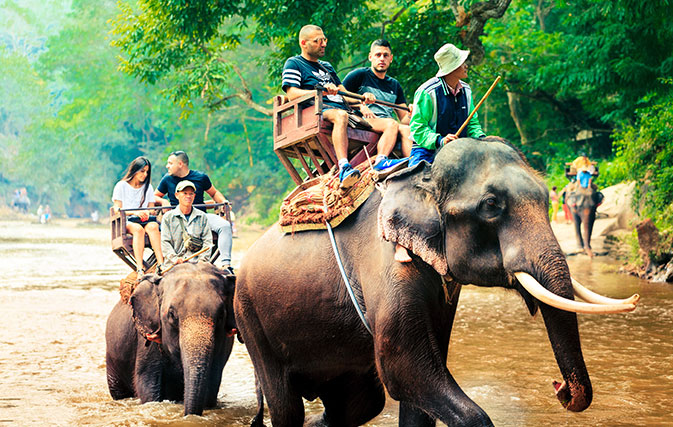 Top tour ops form coalition to help Thai camp become elephant-friendly
