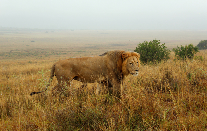 Tourist tries to pet a wild lion and what happens next comes as no surprise to anyone