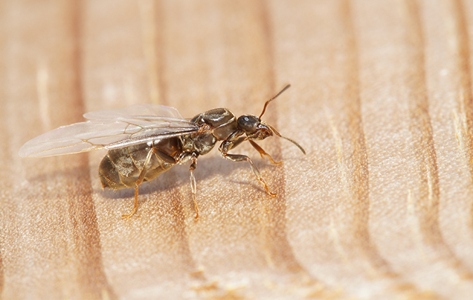 Flying ants take over London in a day of reckoning