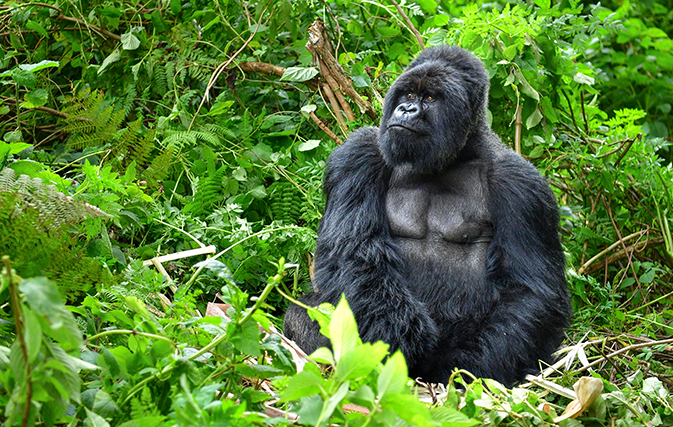 Tauck introduces two new safaris with mountain gorilla treks in Rwanda