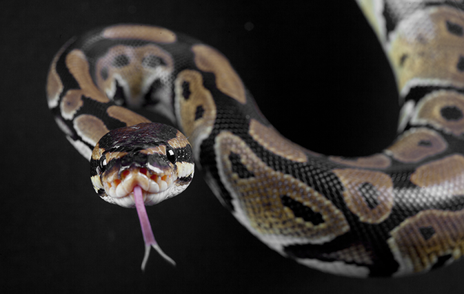 World’s scariest computer virus? TSA found python - Travelweek