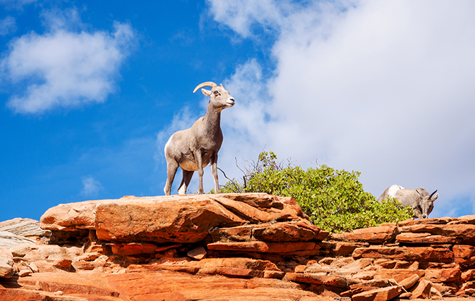 Baaa! Zion National Park puts the call out to help diagnose sick sheep
