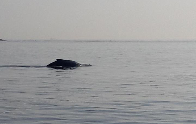 Can’t resist that chowder: Humpback whales spotted in Boston Harbor