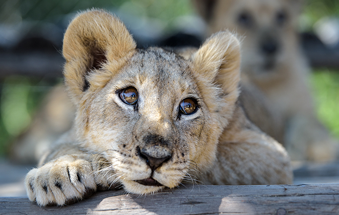 From cage to ‘King’ of the jungle: Lion World Travel helps rescue lion cub in Paris
