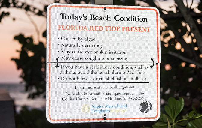 Red tide prompts Gov. Scott to direct US$1.5m in emergency funds to Gulf Coast