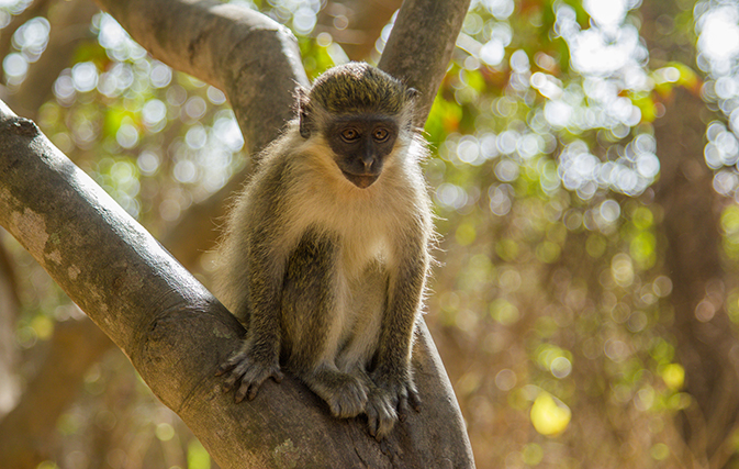 See African wildlife from a small-ship cruise, not a game truck