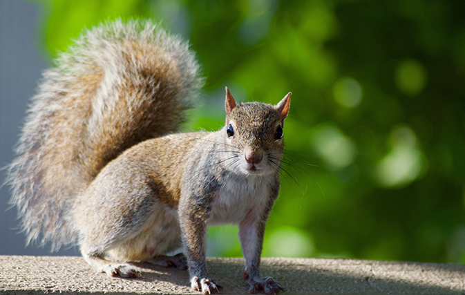 So this just happened: Woman and her emotional support squirrel kicked off flight