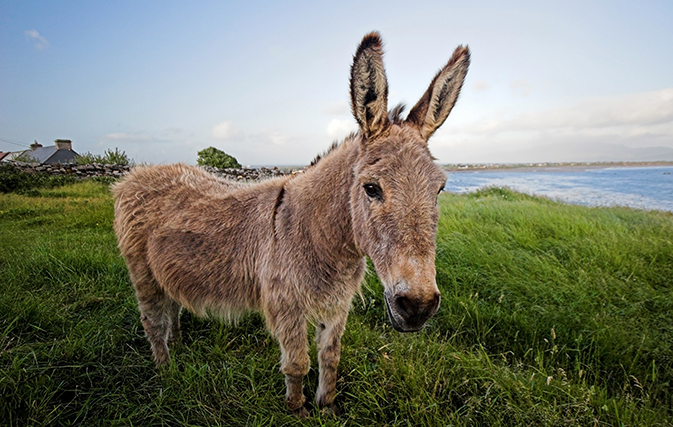 Stop what you’re doing and watch this video of an Irish singing donkey
