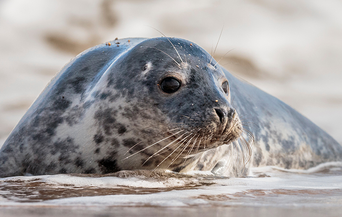 While one man is slapped by a seal, another man gets big hugs from one