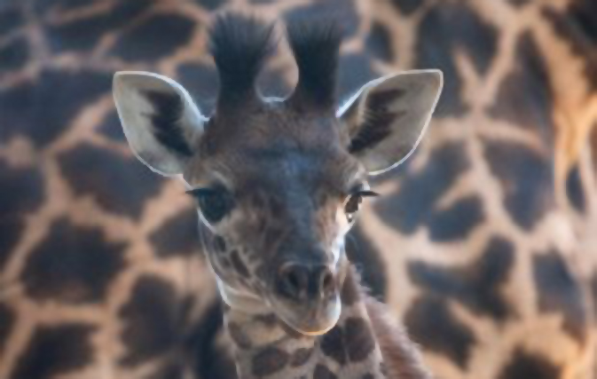 Help name Disney’s new baby giraffe, vote here
