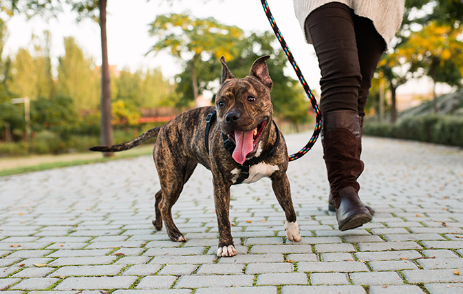 This city just banned dog walking during the day