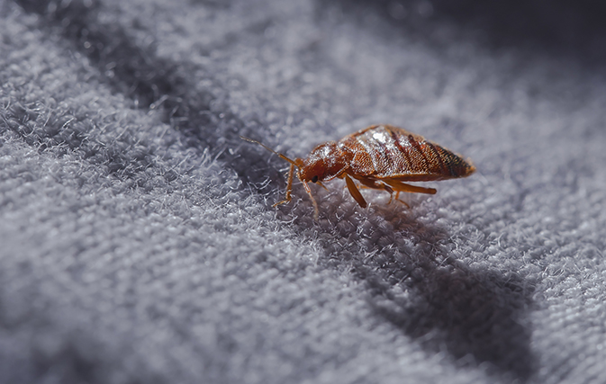 This city topped Bed Bugs list for 3rd straight year