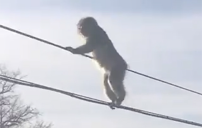 You won’t believe how much these monkeys in Japan hate the snow