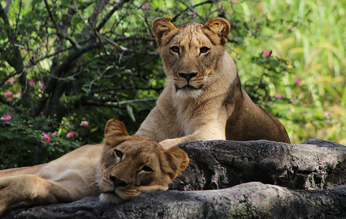 Celebrate 60 years of Busch Gardens Tampa Bay with Canadian Resident deal