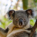 “How you doin?” Sexy koala wins the Internet with super seductive pose