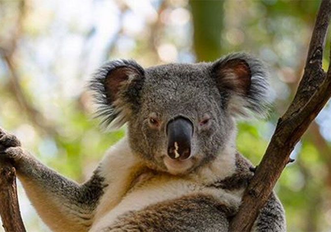 “How you doin?” Sexy koala wins the Internet with super seductive pose