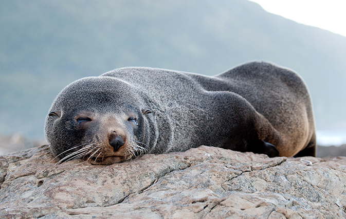 Scientists need your help finding the owner of a USB drive that was pooped out by a seal