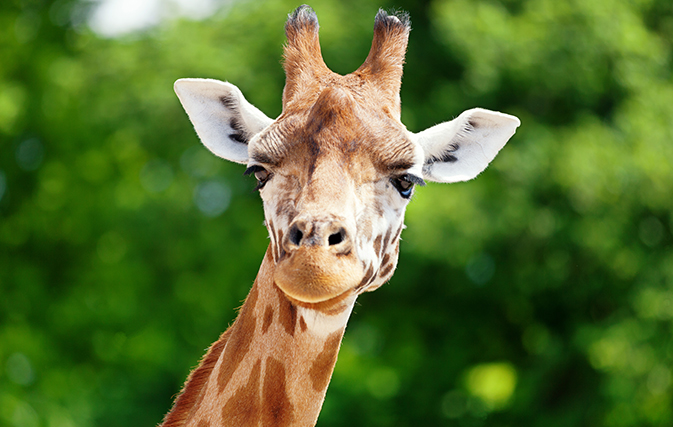 Watch epic video of a giraffe escaping a pride of hungry lions