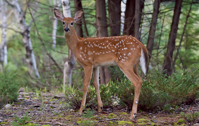 Deer using crosswalk prove that politeness is a Canadian trait