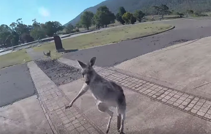 Watch this kangaroo duke it out with unsuspecting paraglider