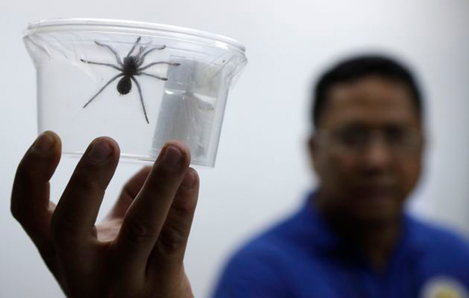 Creepy cargo: Philippines seizes 757 tarantulas from Poland