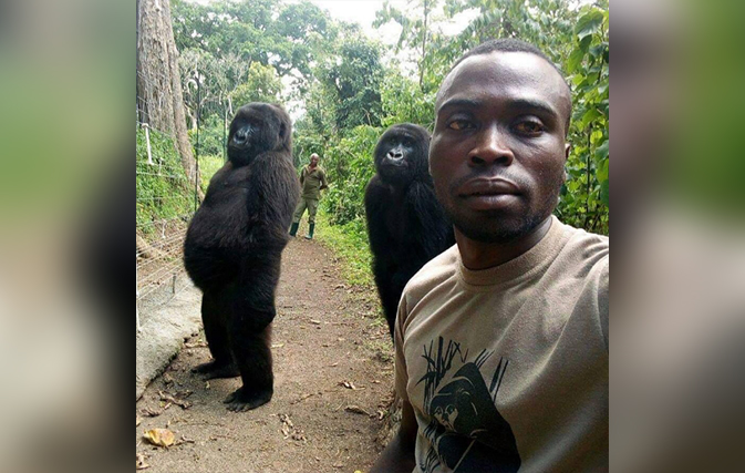 You’ll laugh out loud over these two gorillas posing for a selfie