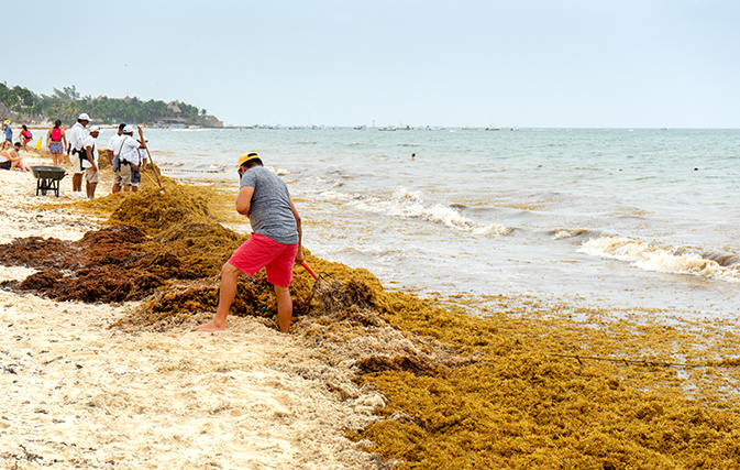 Mexico's prized beaches threatened by smelly algae invasion