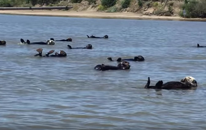 Stop-what-youre-doing-and-watch-these-sea-otters-perform-a-synchronized-swimming-routine