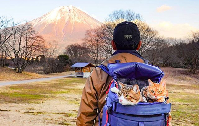 These adventurous cats probably travel more than you do