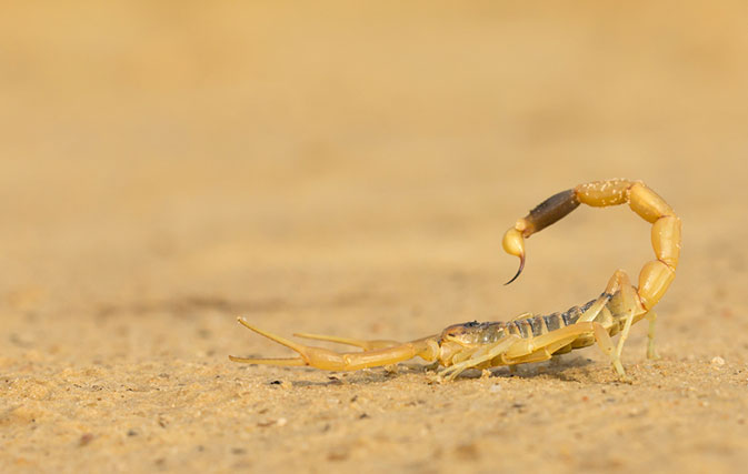 Scorpion-hitches-a-ride-to-Canada-in-womans-luggage-then-promptly-gives-birthv2