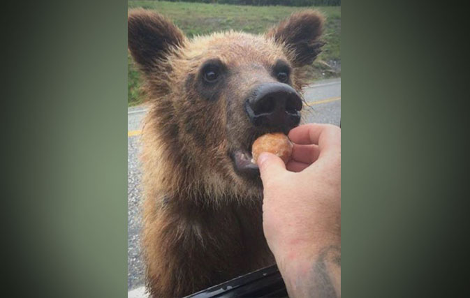 BC-man-fined-2000-for-handfeeding-Timbit-to-a-bear-v2