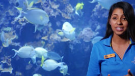 Learn about Hawaii’s marine life behind-the-scenes at Maui Ocean Center on HI NOW