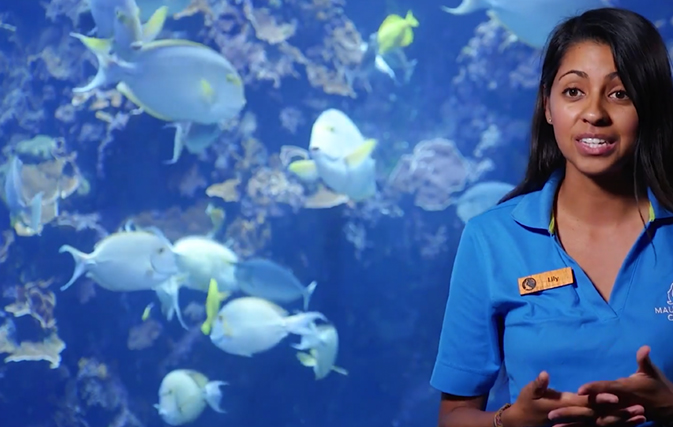 Learn about Hawaii’s marine life behind-the-scenes at Maui Ocean Center on HI NOW