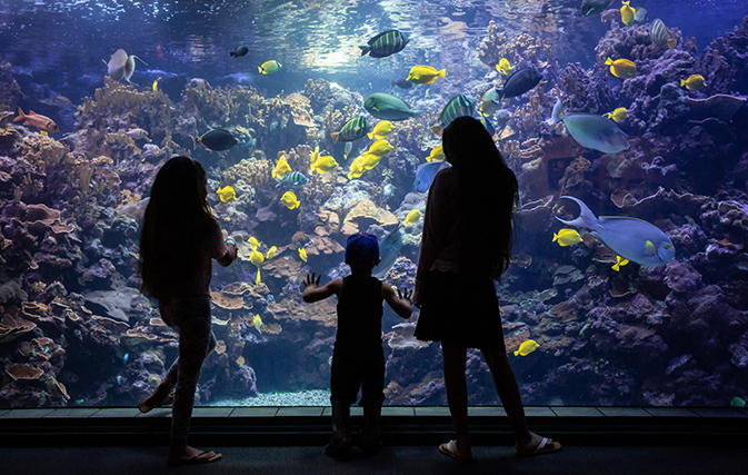 Maui-Ocean-Center-Named-Among-Top-10-Aquariums-in-the-World-6