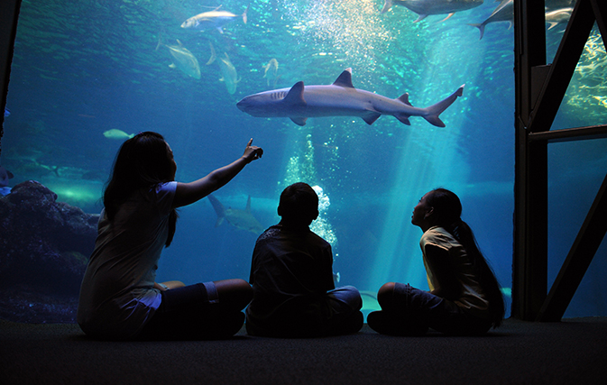 Maui-Ocean-Center-Named-Among-Top-10-Aquariums-in-the-World-6