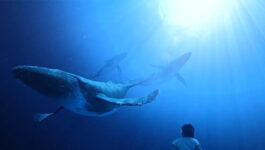 Maui-Ocean-Center-Takes-Virtual-Plunge-into-Underwater-World-of-Hawaiis-Humpbacks