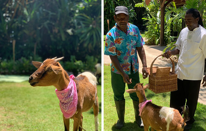 Meet-Betty-the-ever-pregnant-goat-at-Sunset-at-the-Palms